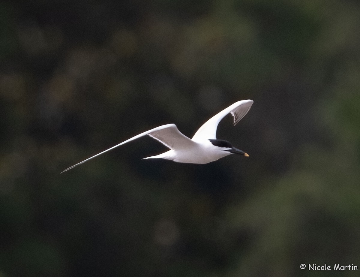 Sandwich Tern - ML618967505