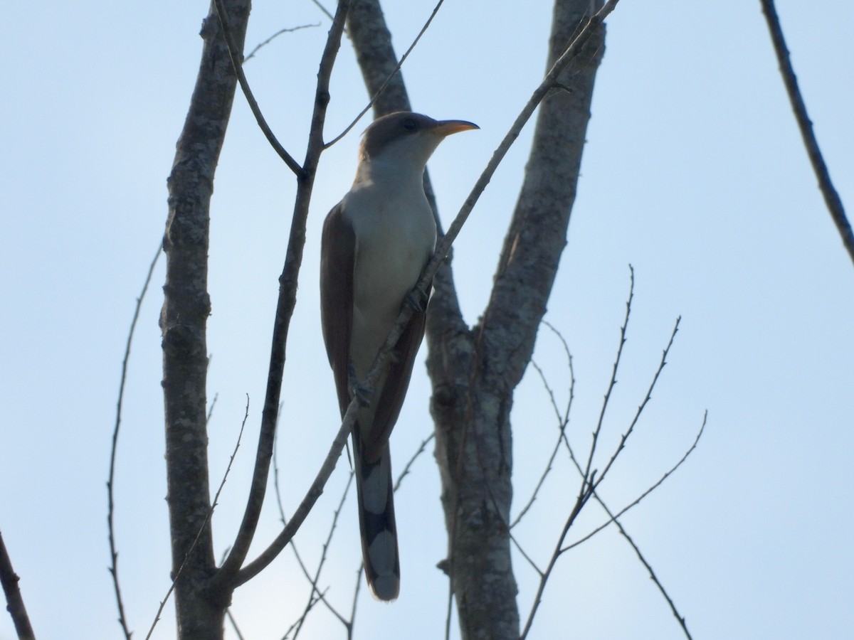 Yellow-billed Cuckoo - P Chappell