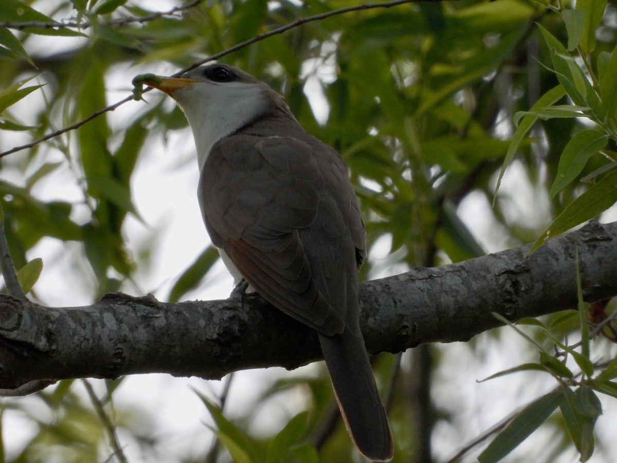 Yellow-billed Cuckoo - P Chappell