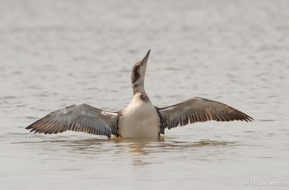 Common Loon - Nicole Martin