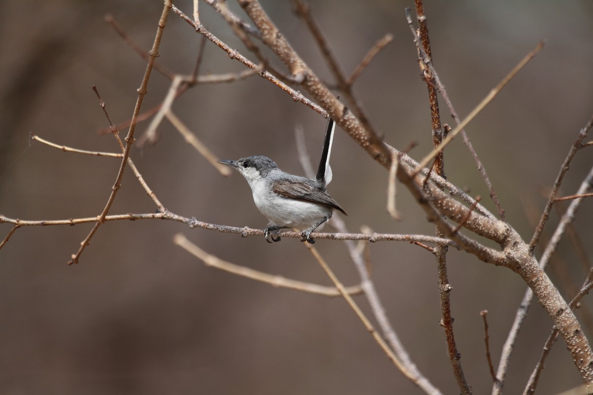 White-lored Gnatcatcher - David Medina