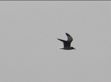 Forster's Tern - ML618967521