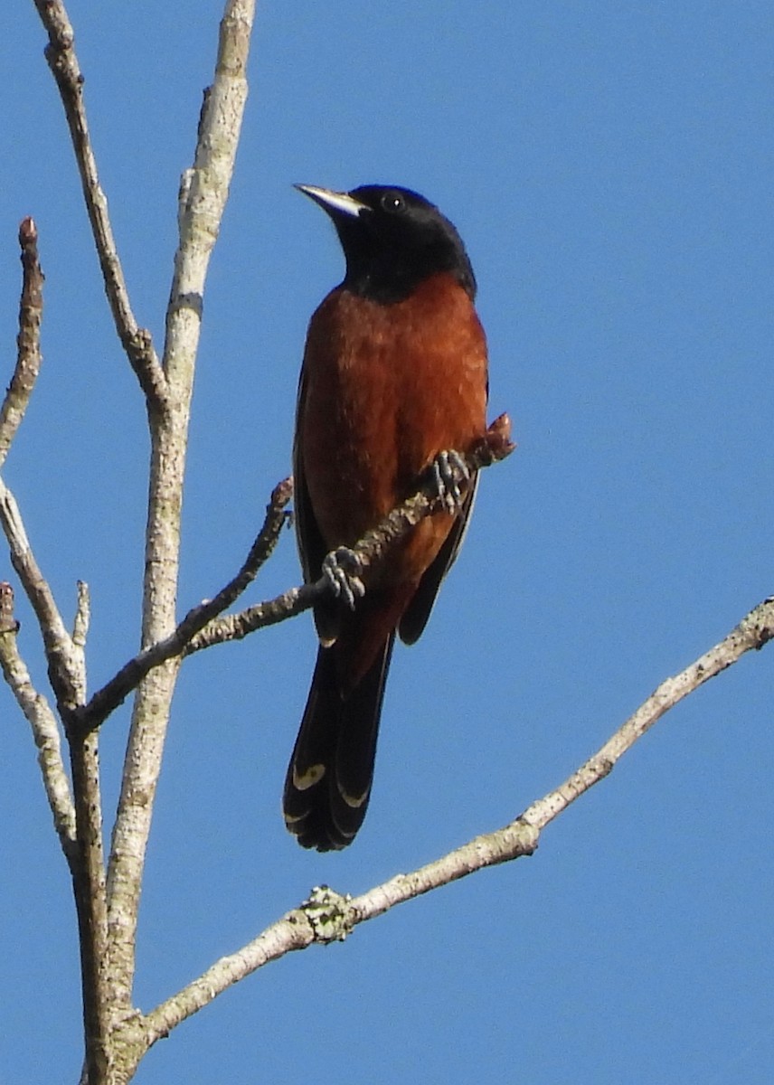 Orchard Oriole - P Chappell