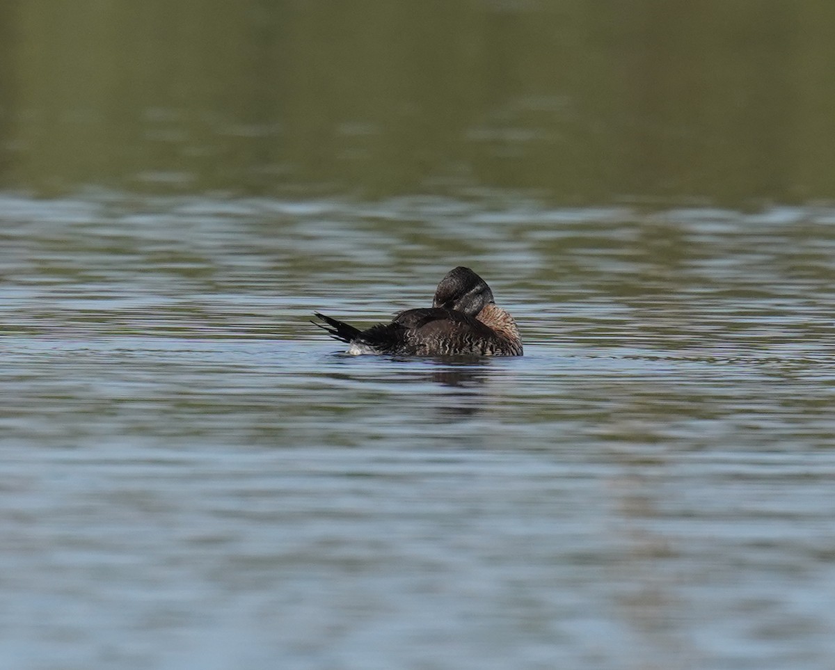 Lake Duck - Olivares Barraza