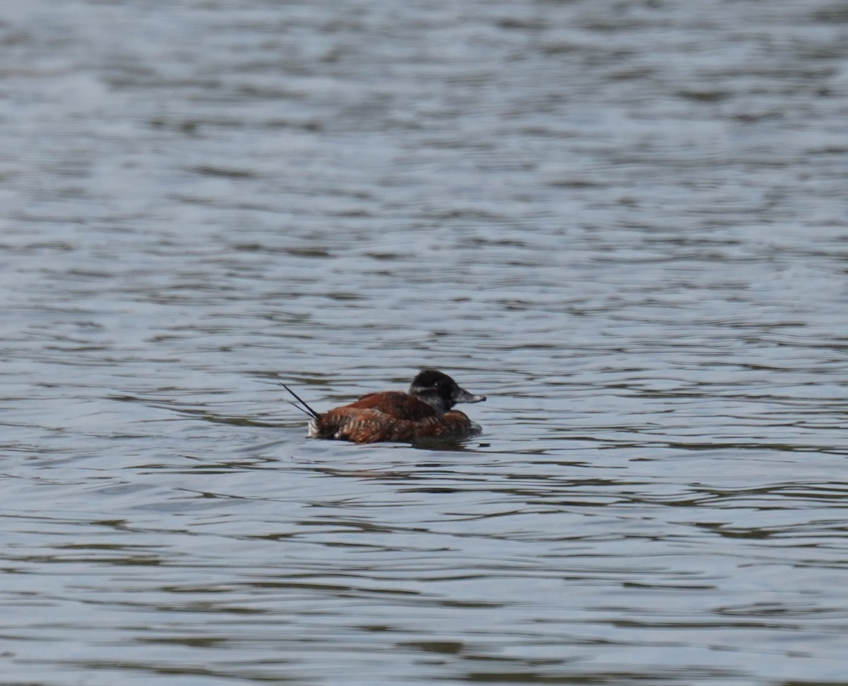 Lake Duck - Olivares Barraza