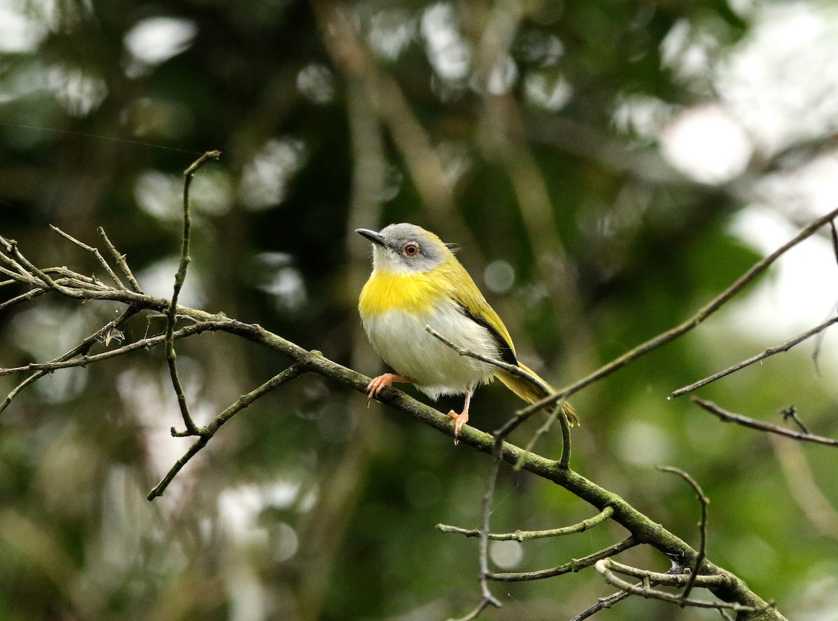 Apalis à gorge jaune - ML618967536