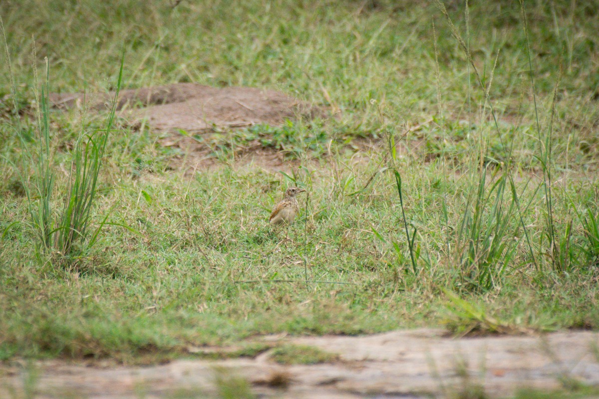 Bush Pipit - ML618967542