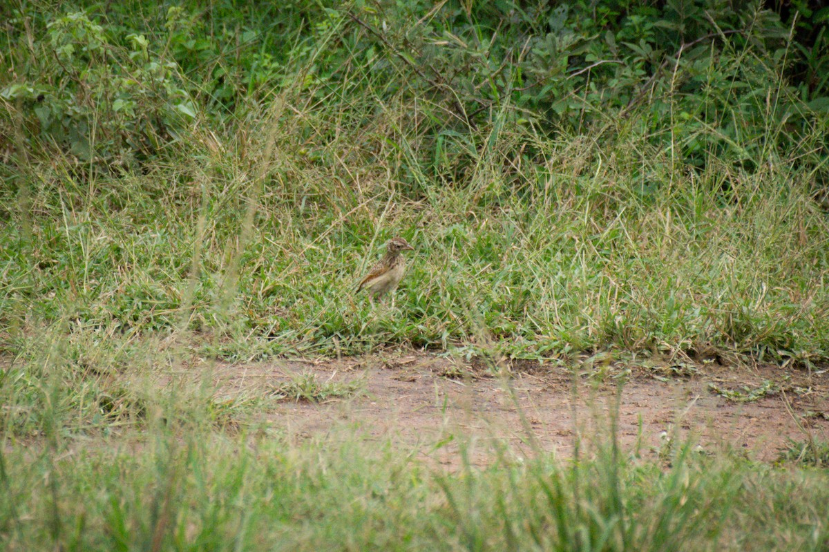 Bush Pipit - ML618967543