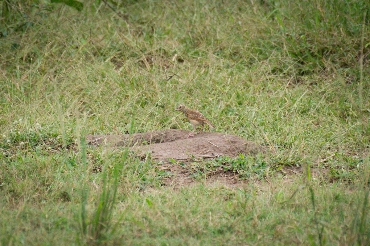 Bush Pipit - ML618967544