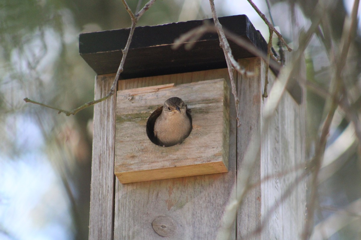 House Wren - Liz Smilor