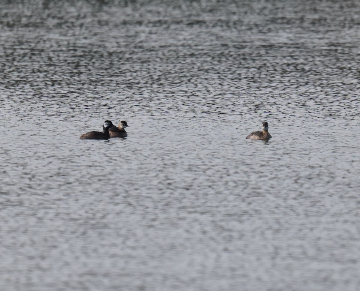 White-tufted Grebe - ML618967550