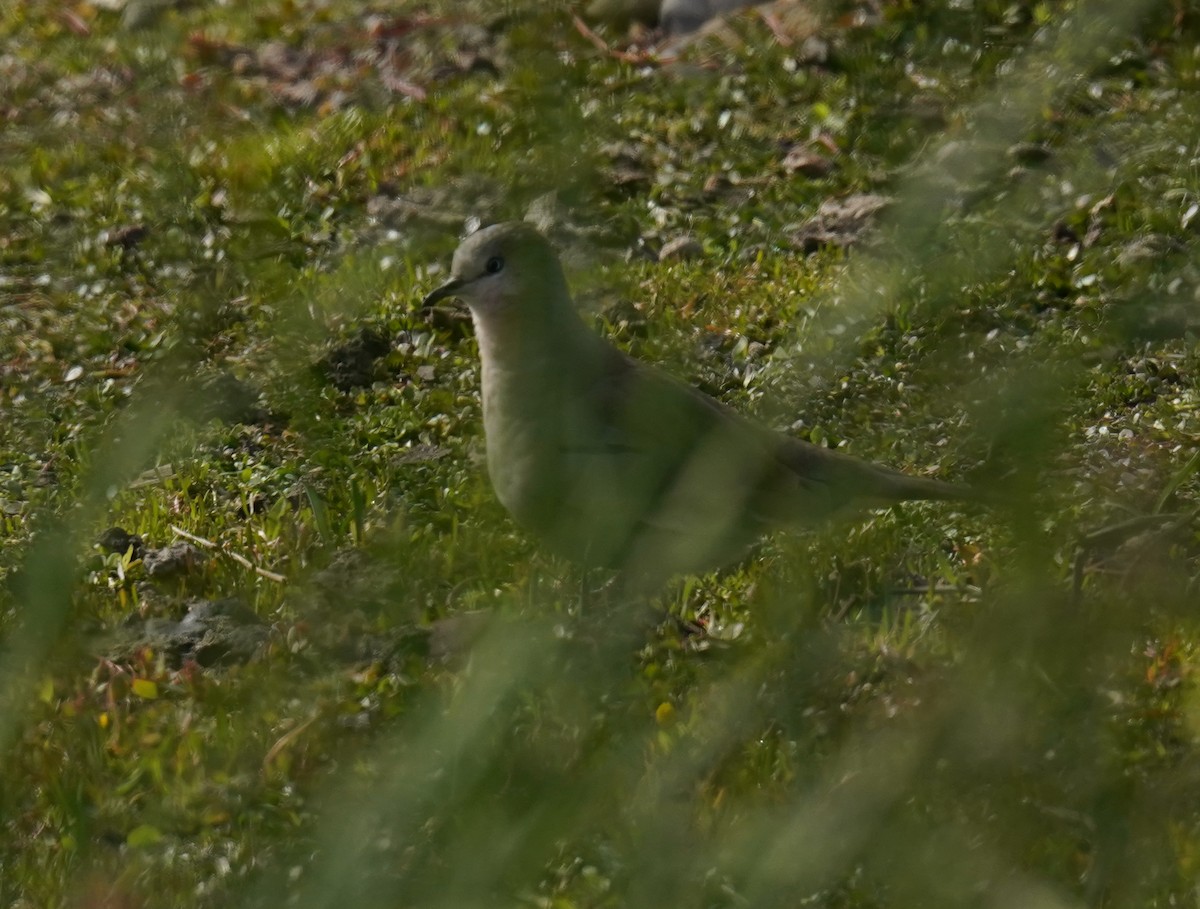 Picui Ground Dove - Olivares Barraza