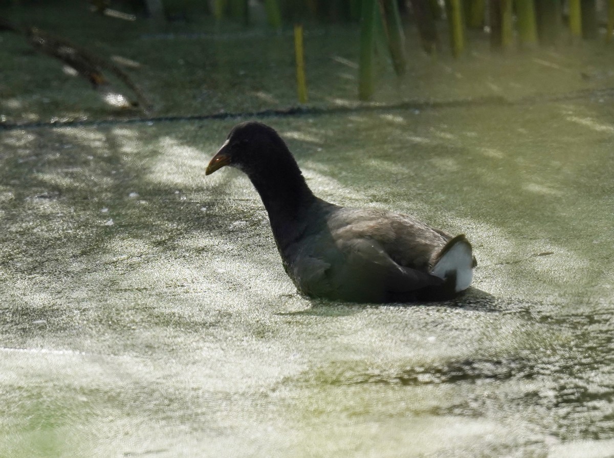 Red-fronted Coot - ML618967581