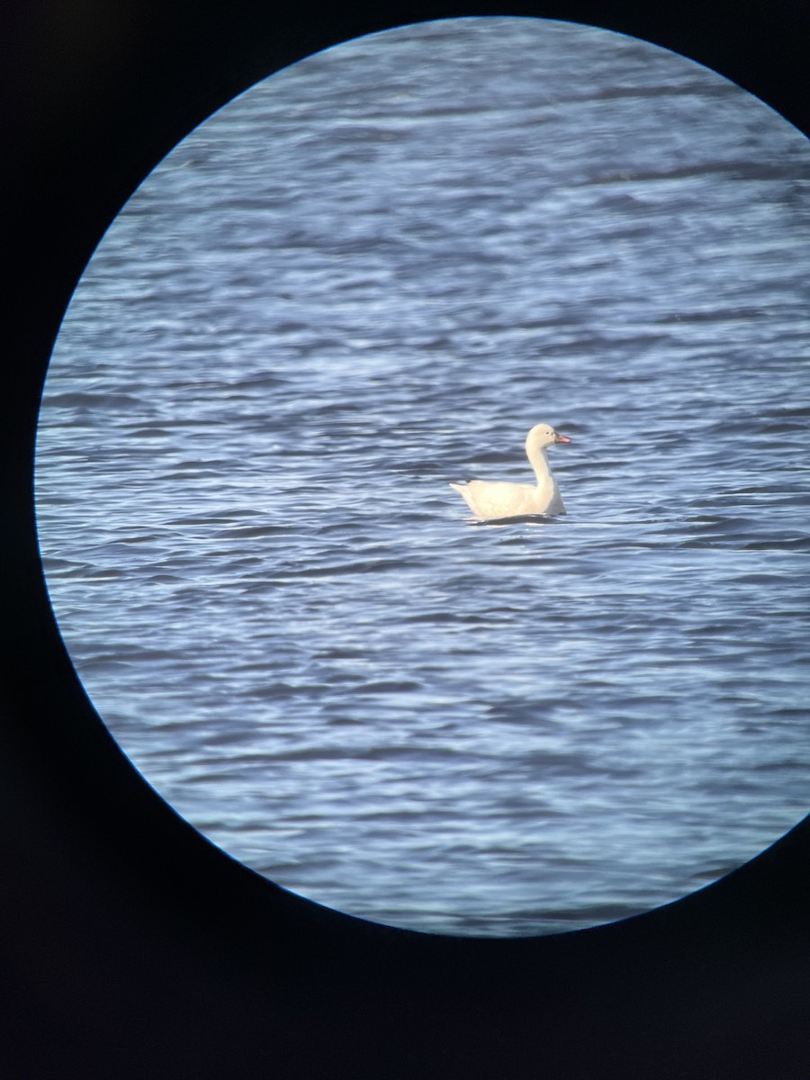 Ross's Goose - ML618967582