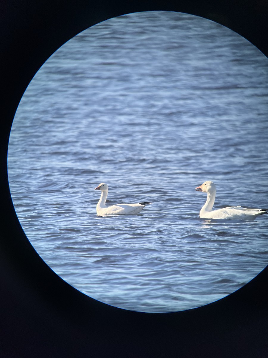 Ross's Goose - ML618967584