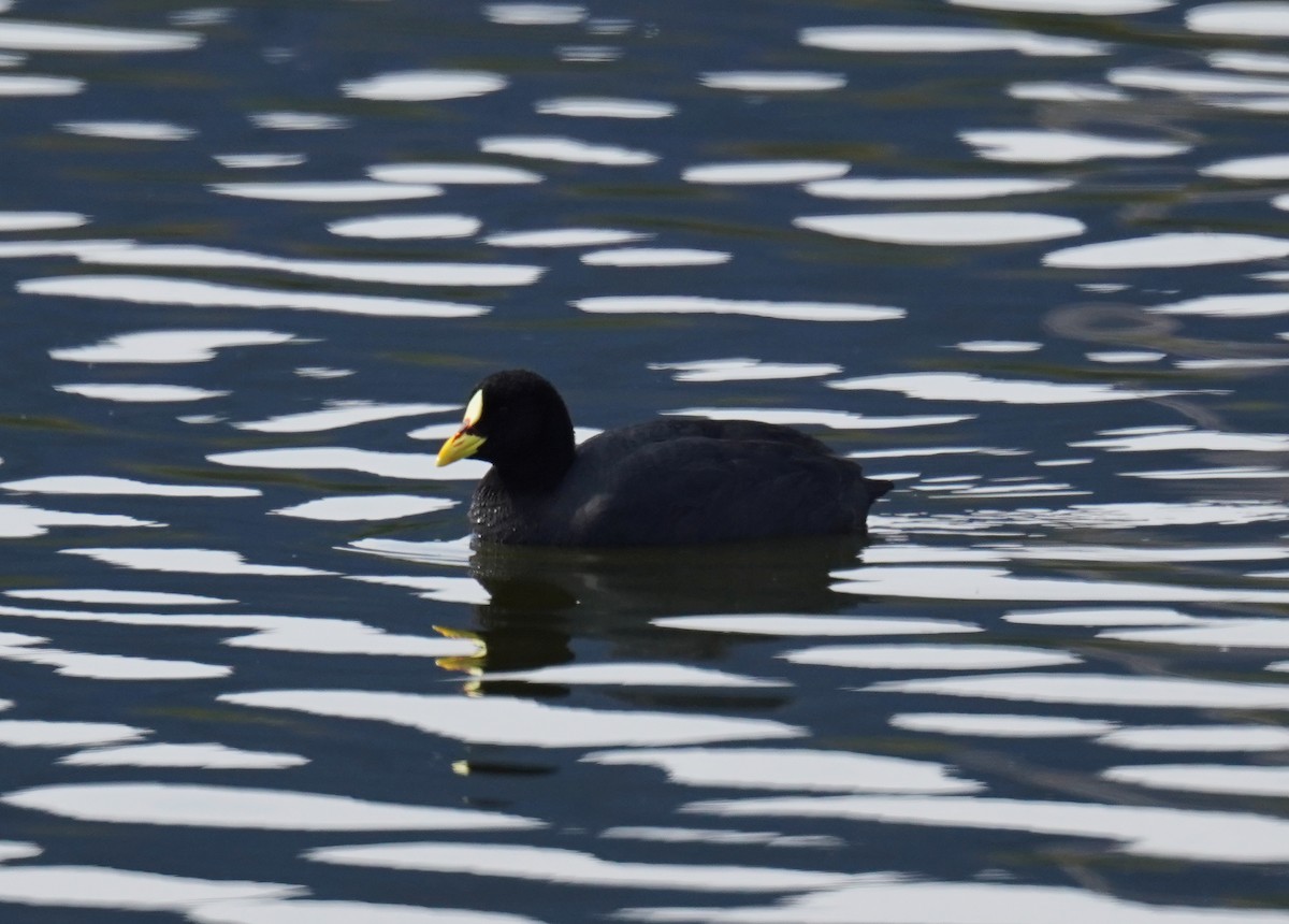 Red-gartered Coot - ML618967589