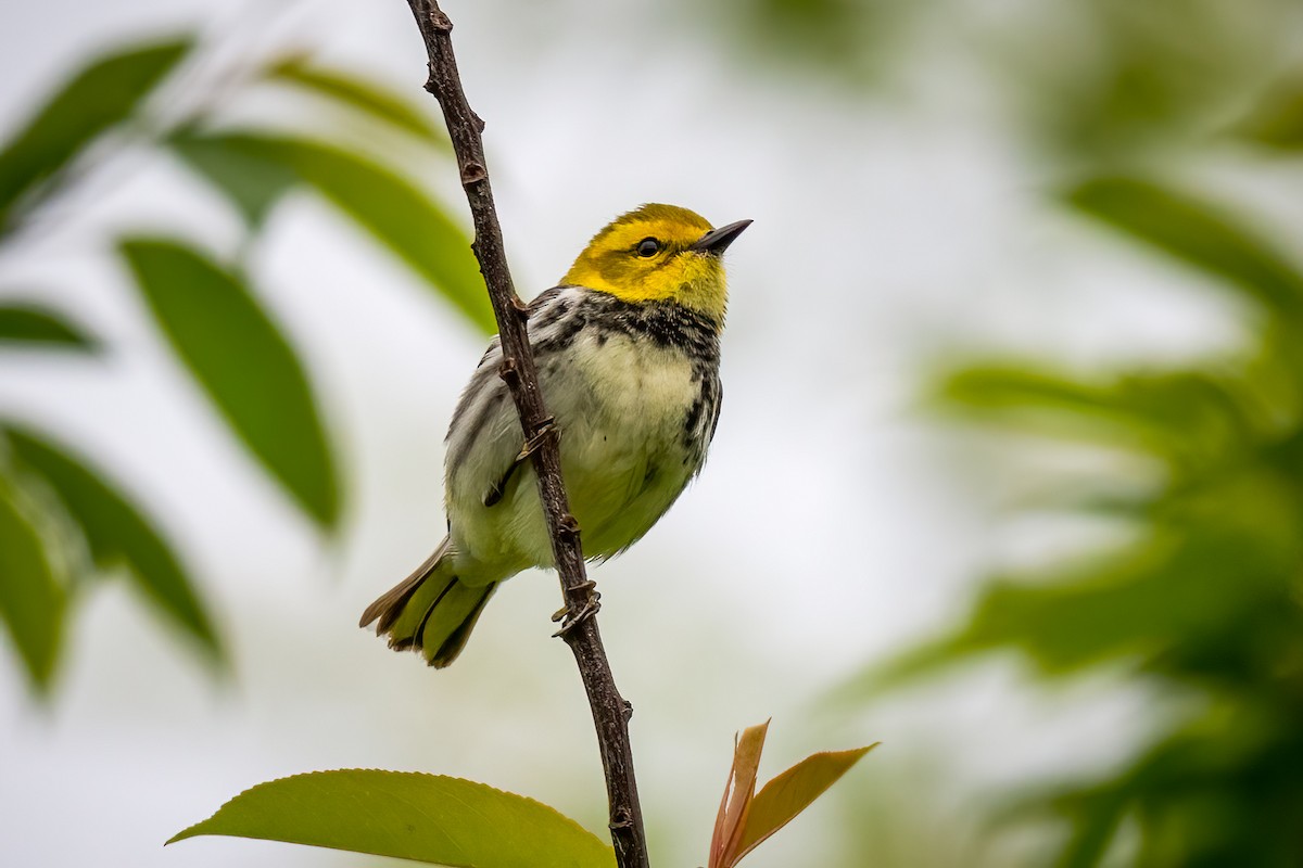 Black-throated Green Warbler - Chris Thomas