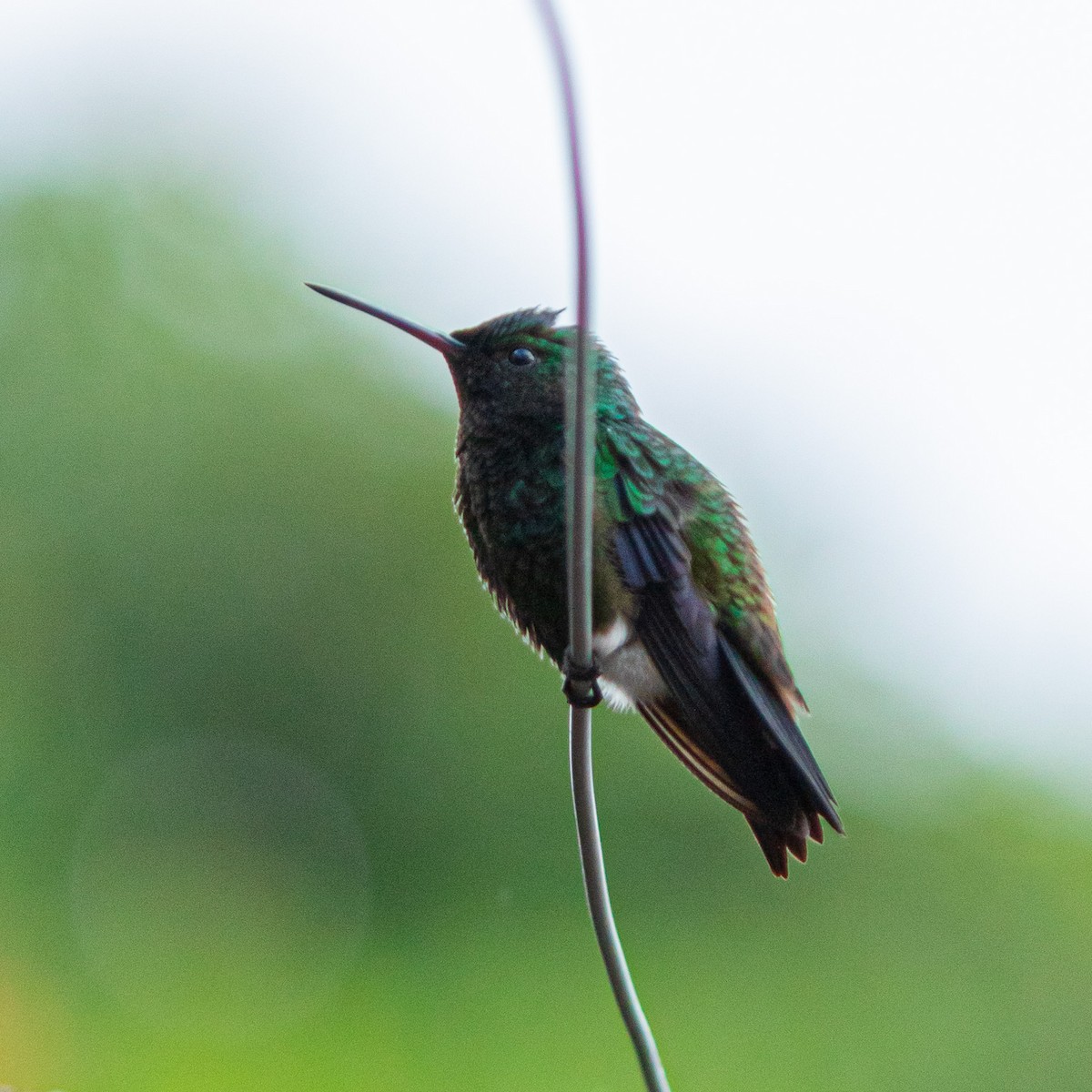 Steely-vented Hummingbird - Carolina Bravo B