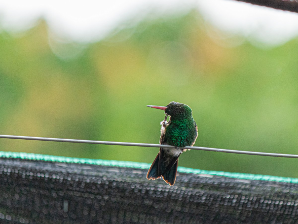 Steely-vented Hummingbird - Carolina Bravo B