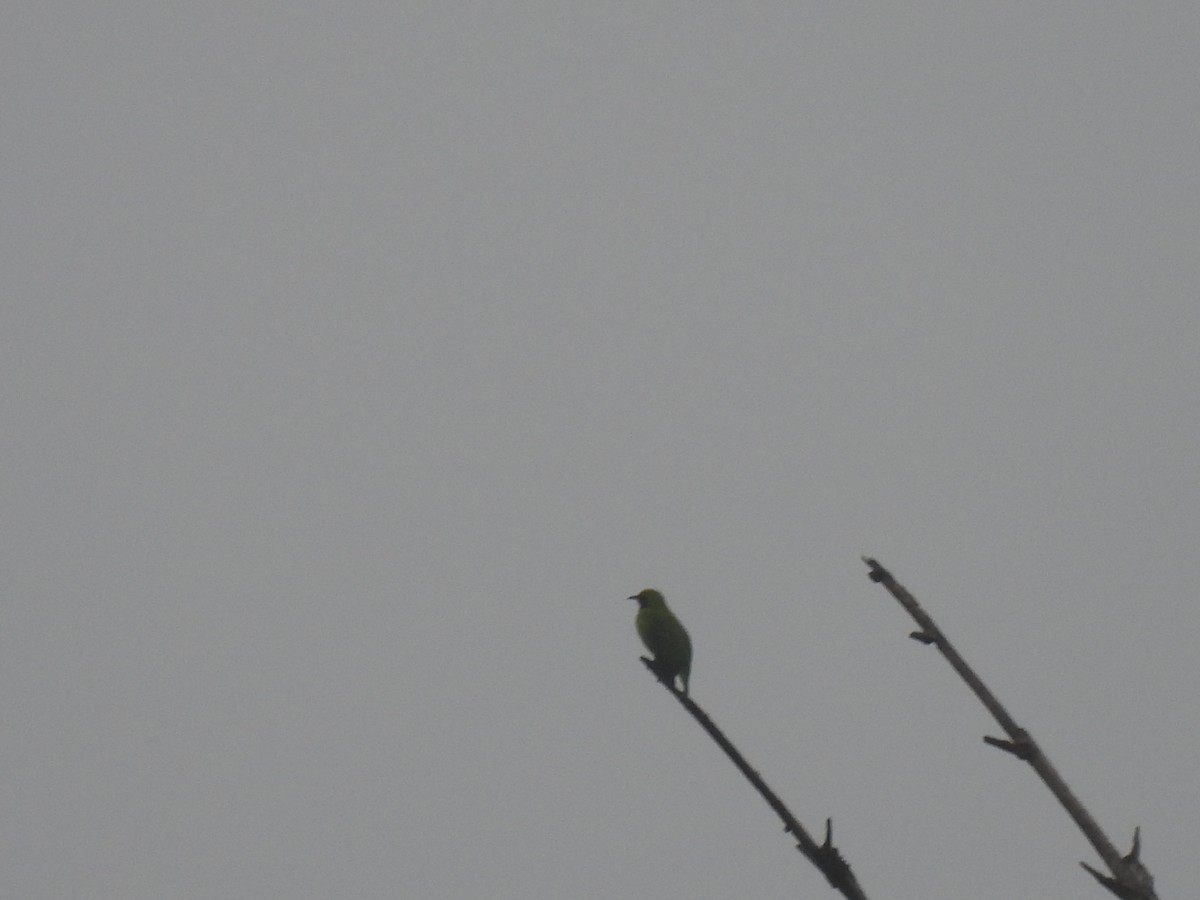 Golden-fronted Leafbird - Ramesh Desai