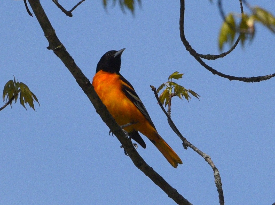 Baltimore Oriole - Wendy Hill