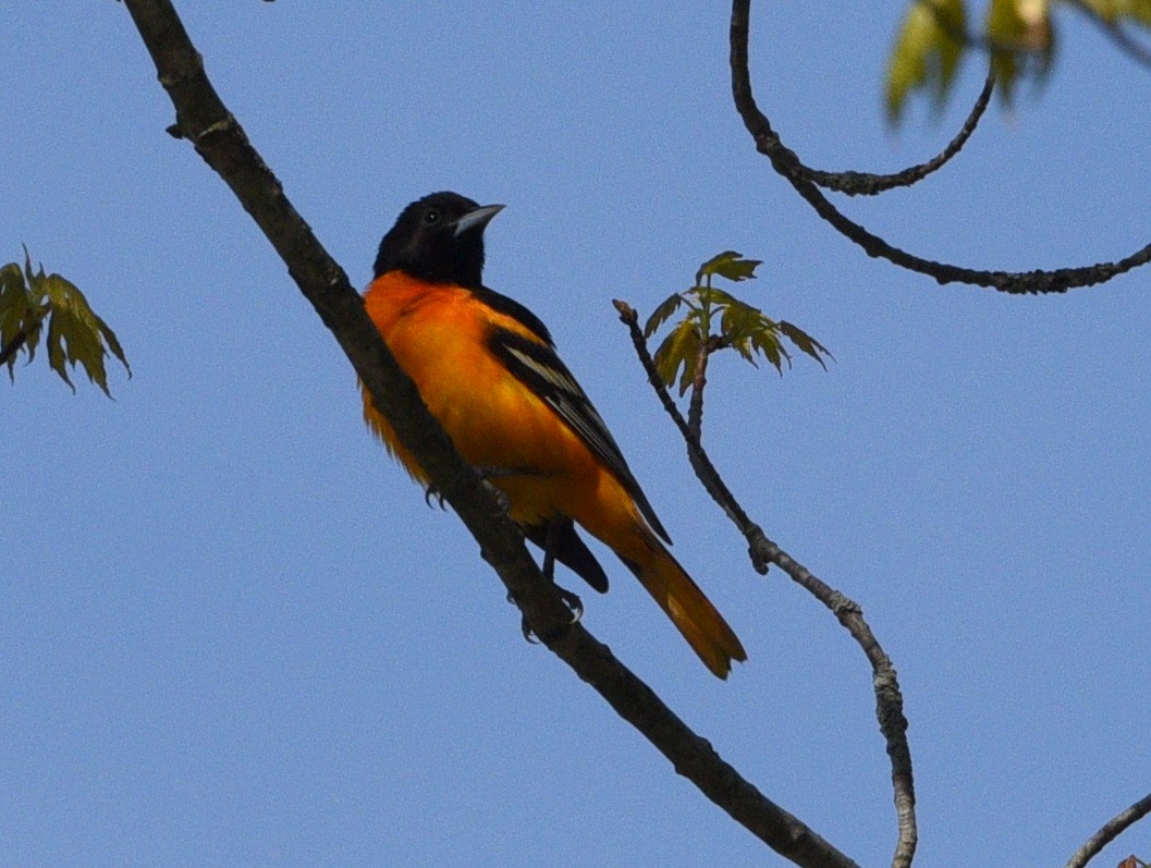 Baltimore Oriole - Wendy Hill