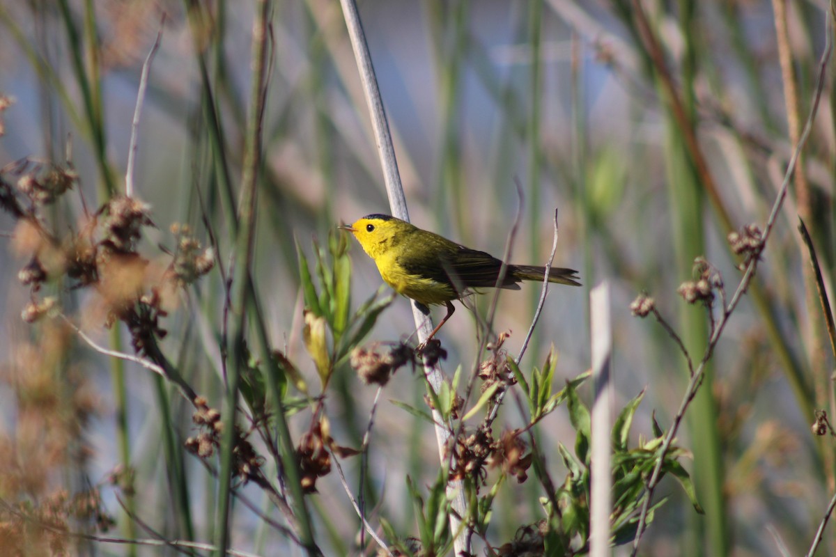 Wilson's Warbler - ML618967628