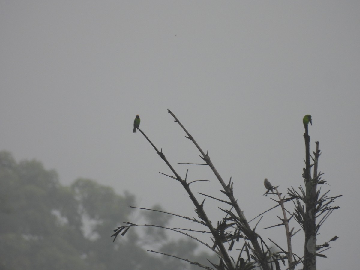 Golden-fronted Leafbird - Ramesh Desai
