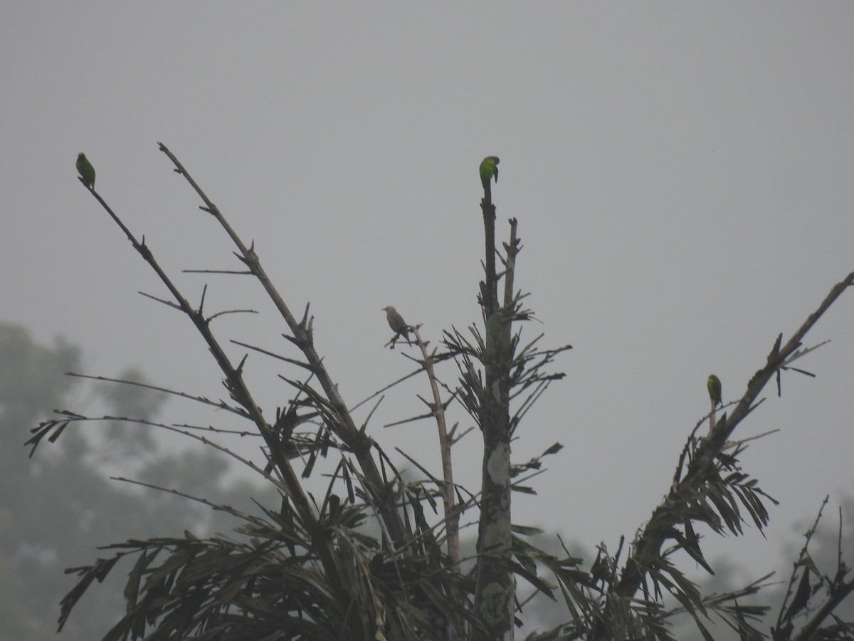 Golden-fronted Leafbird - Ramesh Desai