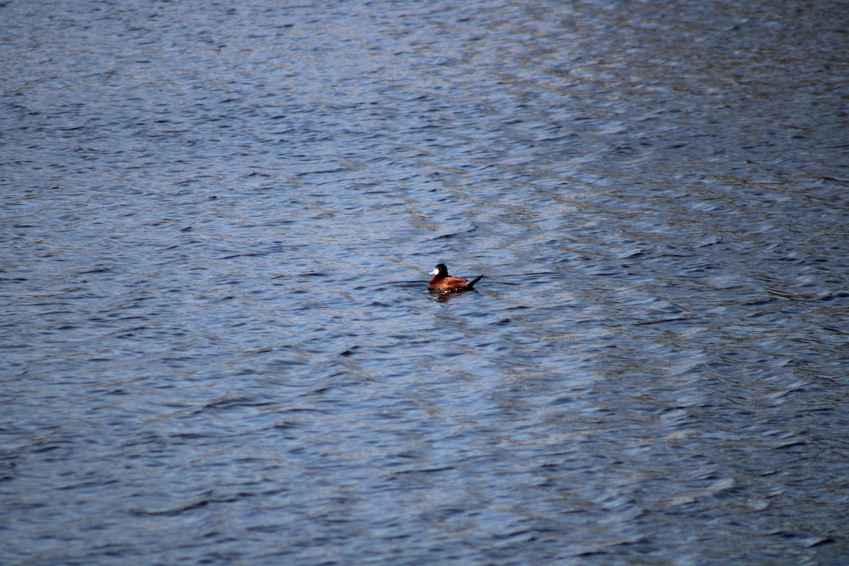 Ruddy Duck - Liz Smilor