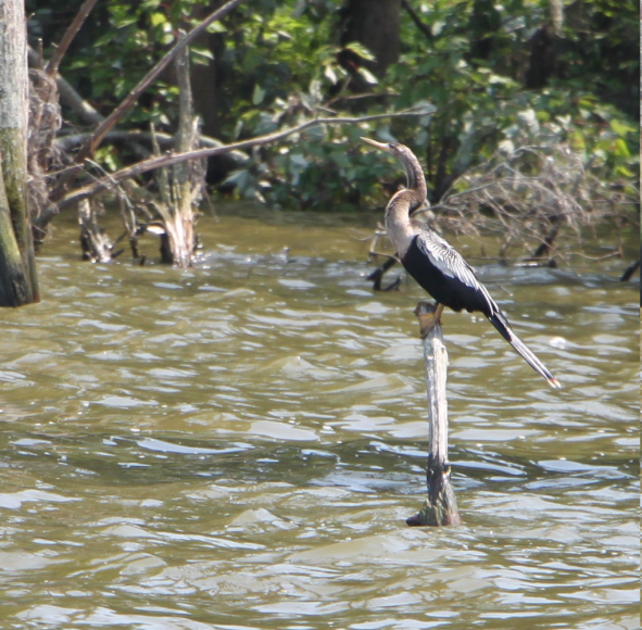 Anhinga Americana - ML618967657