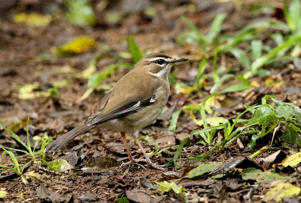 Brown Scrub-Robin - ML618967671