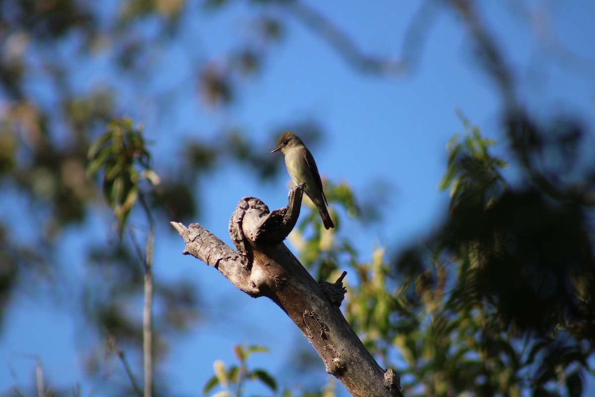 Western Wood-Pewee - Liz Smilor