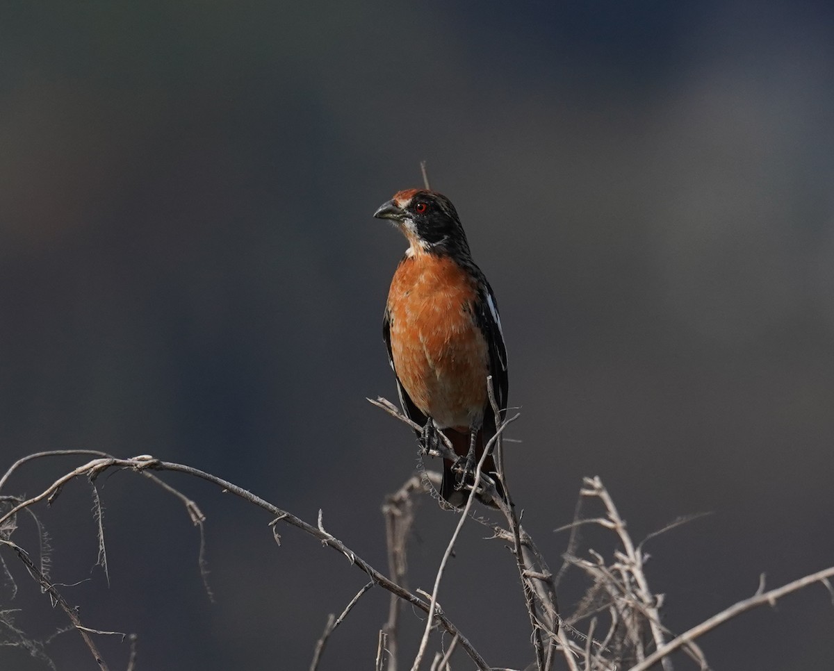 Rufous-tailed Plantcutter - Olivares Barraza