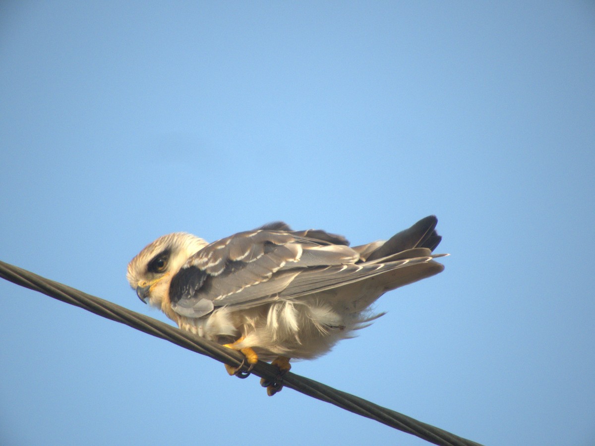 Black-winged Kite - ML618967718