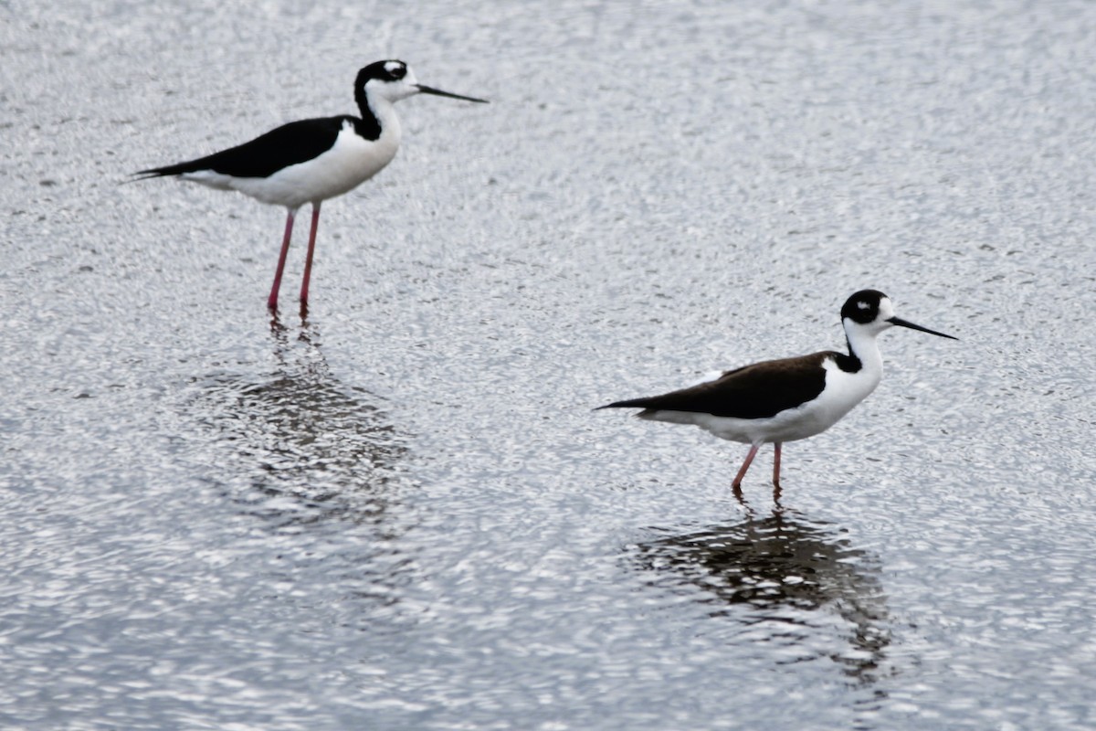 Black-necked Stilt - ML618967727