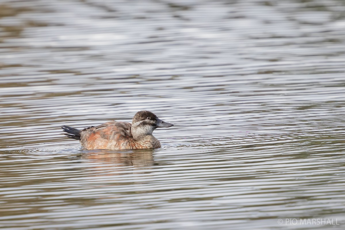 Lake Duck - ML618967736