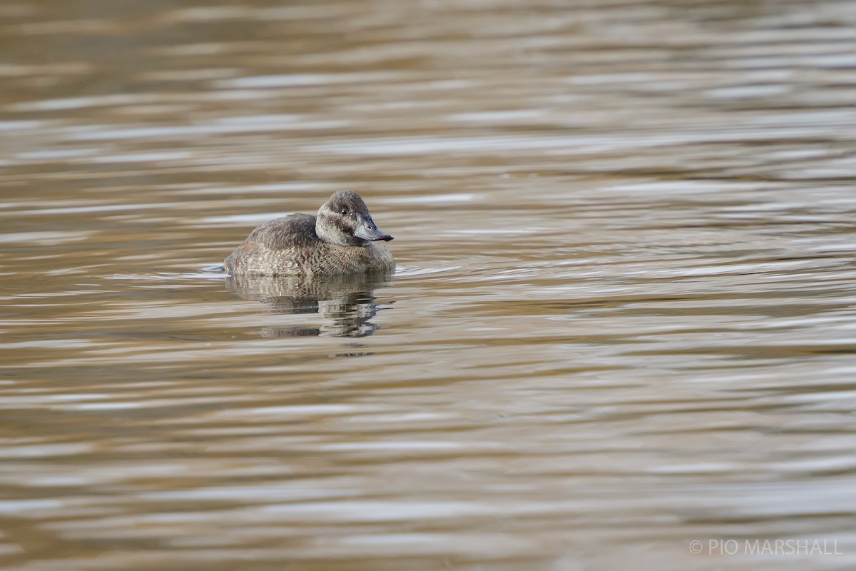 Lake Duck - ML618967737