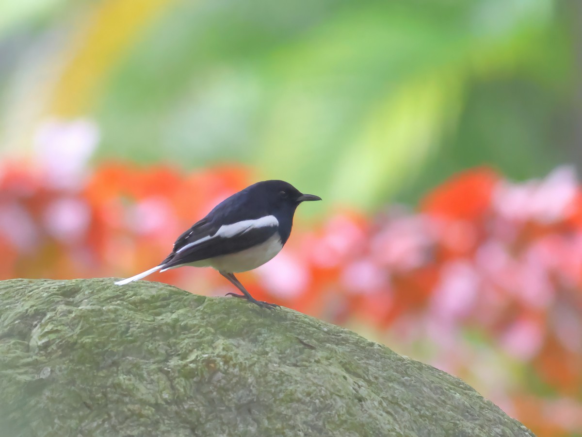 Oriental Magpie-Robin - Toby Austin