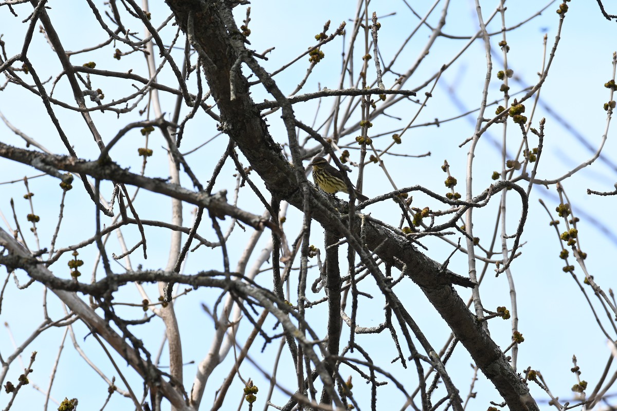 Northern Waterthrush - ML618967750