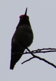 Anna's Hummingbird - Richard Breisch