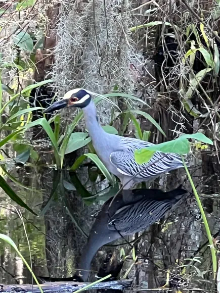 Yellow-crowned Night Heron - ML618967775