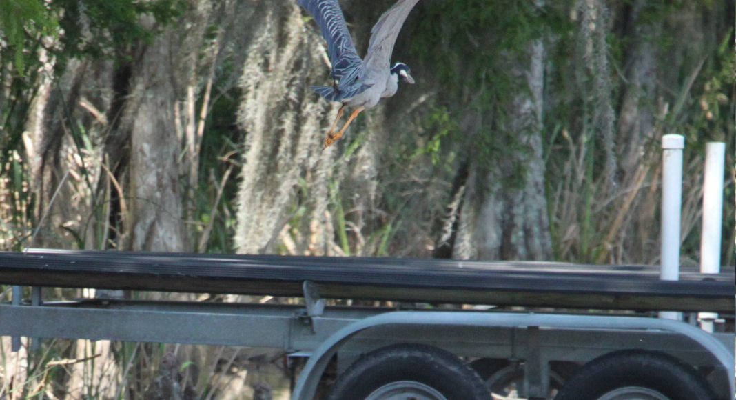 Yellow-crowned Night Heron - ML618967776