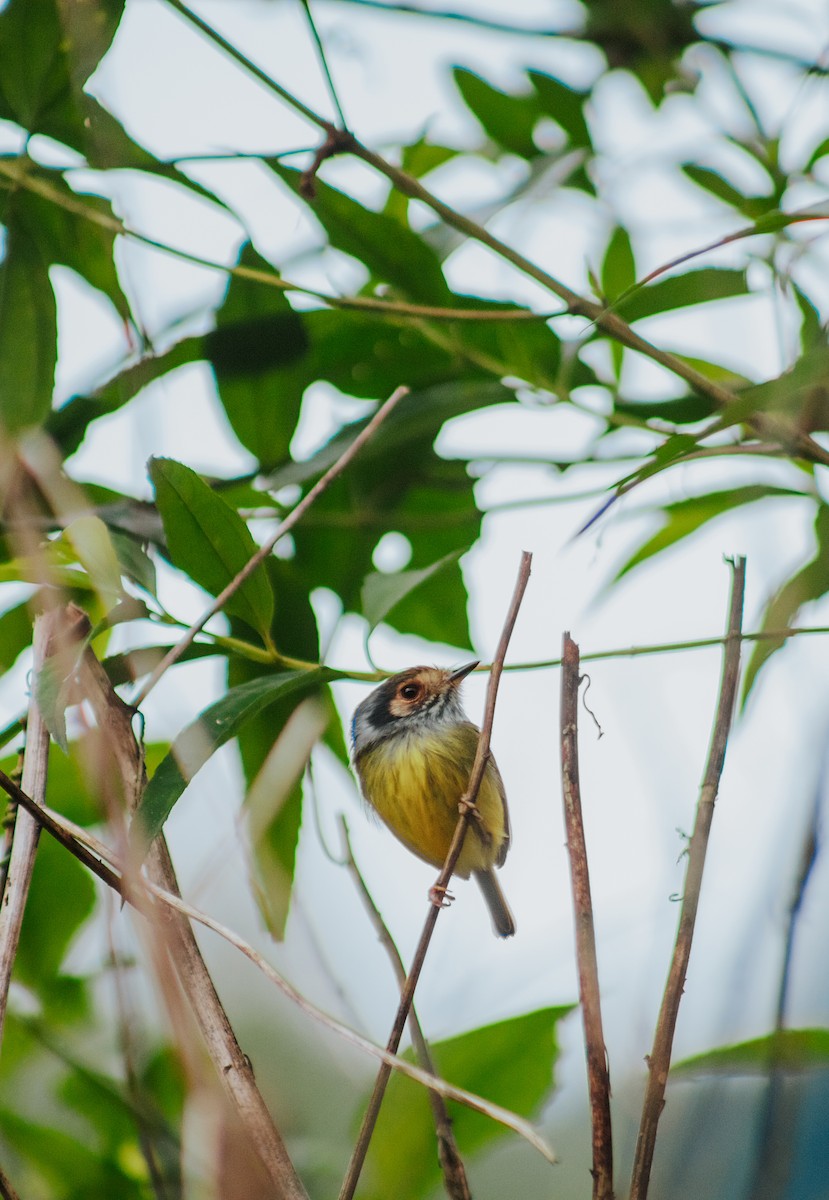 Eared Pygmy-Tyrant - Tainara Cuchi