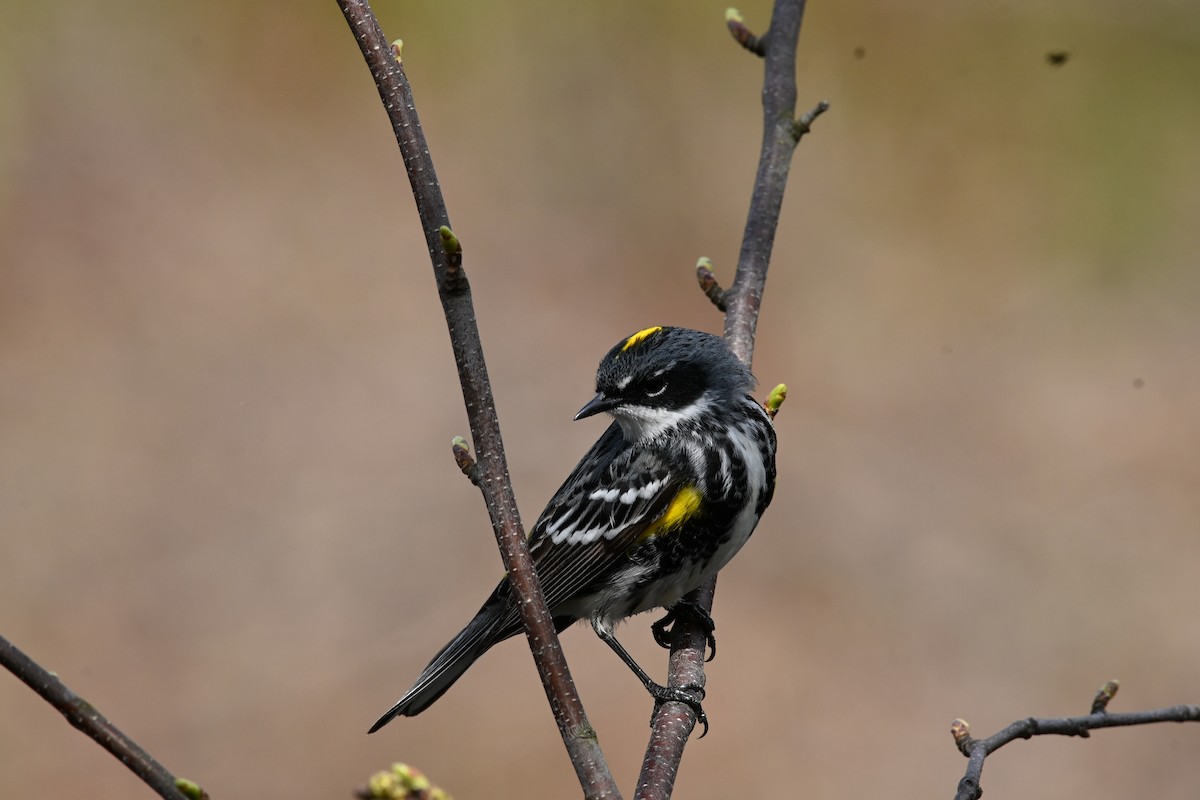 Yellow-rumped Warbler - ML618967801