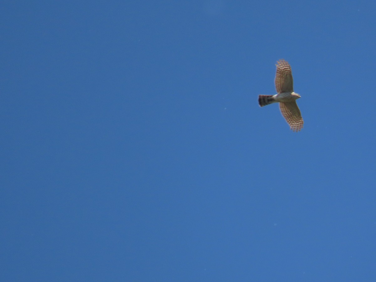 Cooper's Hawk - Mabel Bredahl