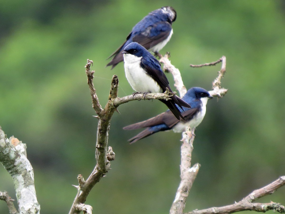 Blue-and-white Swallow - Marco Silva