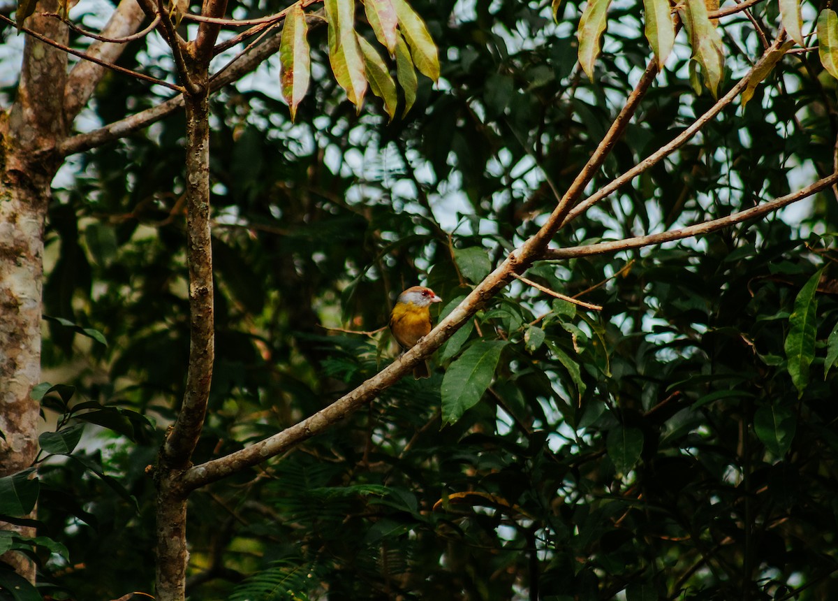 Краснобровый попугаевый виреон - ML618967814