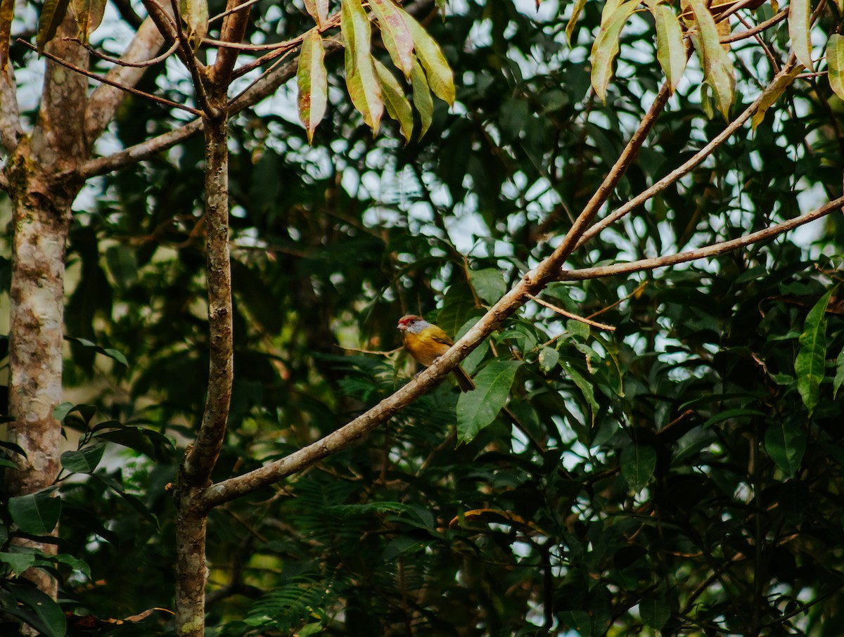 Краснобровый попугаевый виреон - ML618967815