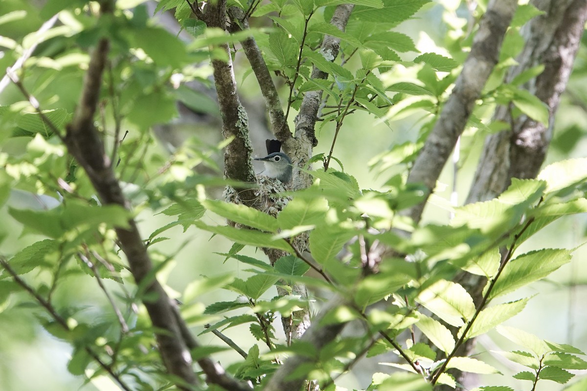 Blue-gray Gnatcatcher - ML618967826